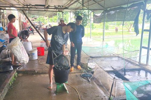 Sản lượng thủy sản ước đạt hơn 263 tấn
