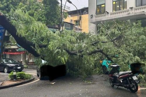 Cây phượng đổ trúng 3 ô tô trên phố Tràng Thi