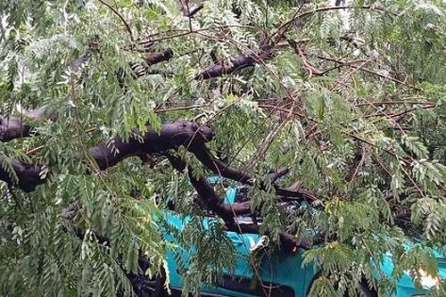 Cây gãy đổ giữa đêm, taxi bị đè khi đang đón khách trên phố Tràng Thi