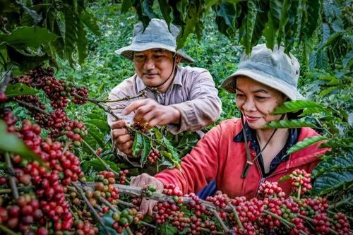 Trả lại sự minh bạch cho cà phê thật