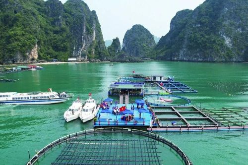 Đổi thay tích cực cho nghề nuôi biển: Tháo gỡ các nút thắt