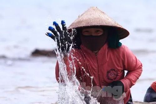 Ngụp lặn với sóng nước, kiếm nửa triệu mỗi ngày từ rong biển