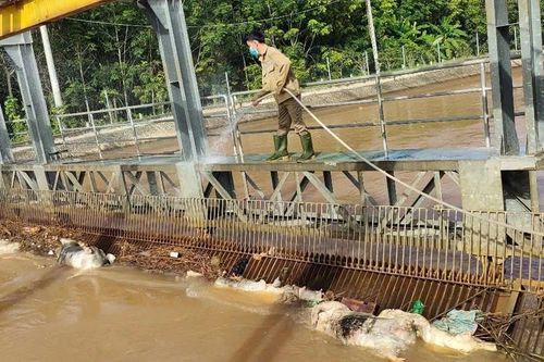 Thực hư hình ảnh hàng trăm xác lợn chết trên kênh Phước Hòa-Dầu Tiếng