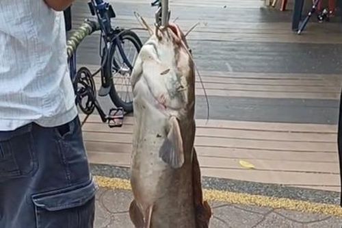 Cần thủ câu được con cá trê khổng lồ nặng 19kg trên sông