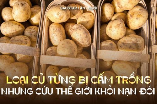 Một loại củ từng bị cấm trồng nhưng cứu cả thế giới khỏi nạn đói, ở Việt Nam bán rất rẻ