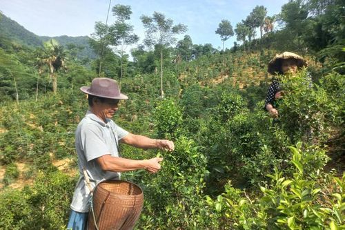 Mở hướng phát triển kinh tế bền vững cho người Thái vùng cao Thanh Hóa từ cây chè bản địa