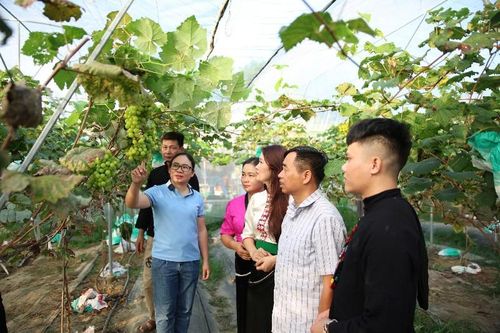 Phát triển sản xuất nông sản hàng hóa gắn với tiêu thụ sản phẩm