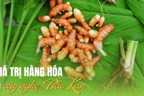Giá trị hàng hóa từ cây nghệ Bắc Kạn