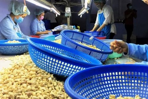 Xuất khẩu hạt điều Việt Nam: Thách thức thuế quan Mỹ và cơ hội từ giá điều thô giảm
