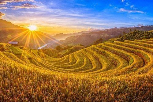 Mùa lúa chín - ký ức vàng trong tim con
