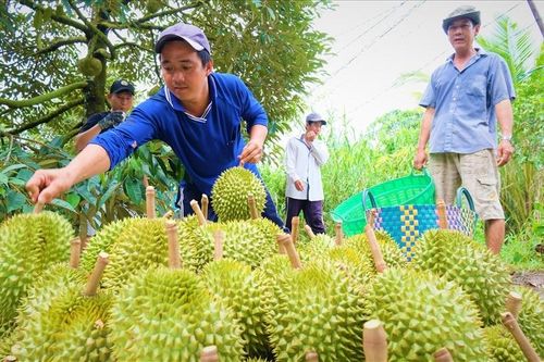 Tổ hợp tác, HTX sầu riêng giúp nhiều nông dân làm giàu