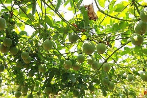 Chuyển hướng trồng chanh leo giúp kinh tế nông nghiệp Đầm Hà ngày một phát triển
