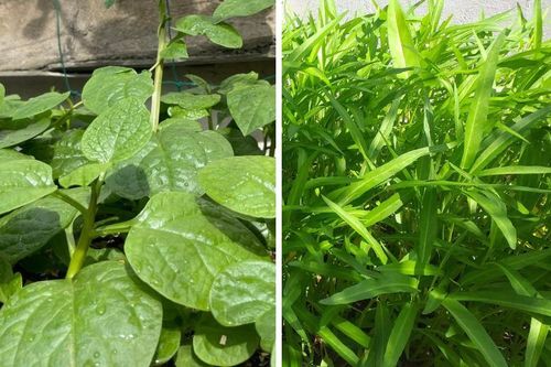 Chuyên gia mách bạn 4 loại rau mùa hè ít 'ngậm' hóa chất nhất