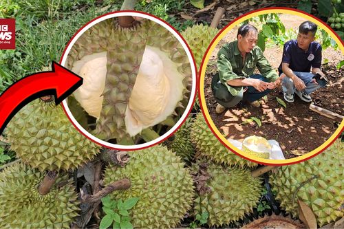 Sầu riêng sượng hàng loạt: Thương lái 'quay xe', nông dân đứng ngồi không yên