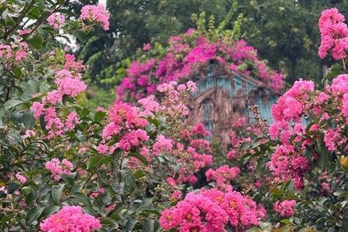 Không cần đi đâu xa, Hà Nội cũng có vườn tường vi dịu dàng cho hội mê ảnh đẹp 'rụng tim'