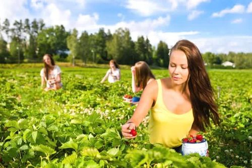 2 doanh nghiệp bị cấm đưa người lao động sang Australia làm việc trong ngành nông nghiệp