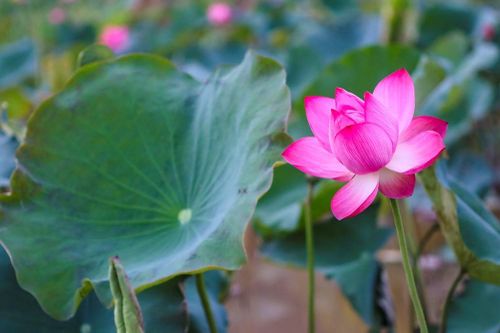 Ngỡ ngàng trước vẻ đẹp thơ mộng của đầm sen Trà Lý