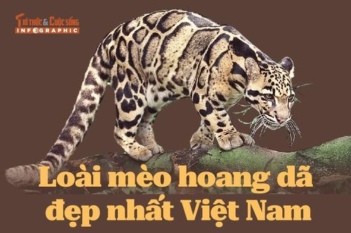 INFOGRAPHIC: Loài mèo hoang dã đẹp nhất Việt Nam