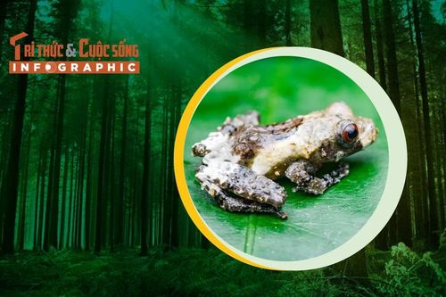 INFGRAPHIC: Loài nhái giống... phân chim trong rừng Việt Nam