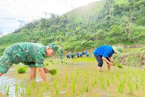 Cán bộ Biên phòng xuống đồng giúp dân cấy lúa
