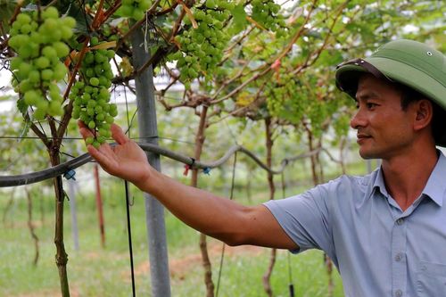 Bỏ nghề cơ khí, anh nông dân Hà Tĩnh trồng nho quý thu về tiền tỷ