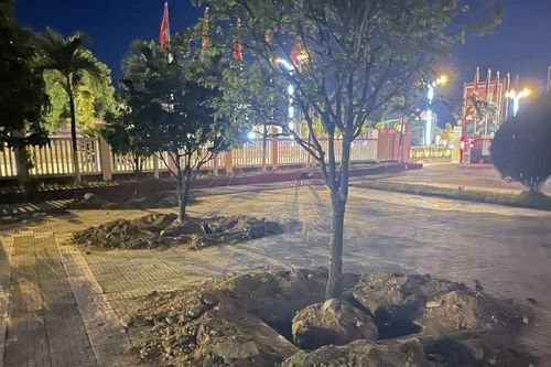 Mai vàng trong UBND phường ở TP Huế bị đào trước ngày bàn giao trụ sở