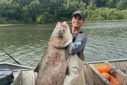 Ngư dân bắt được con cá mè khổng lồ nặng 50kg trên sông