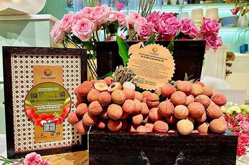 Độc quyền di sản vải tổ Thanh Hà tại Mena Gourmet