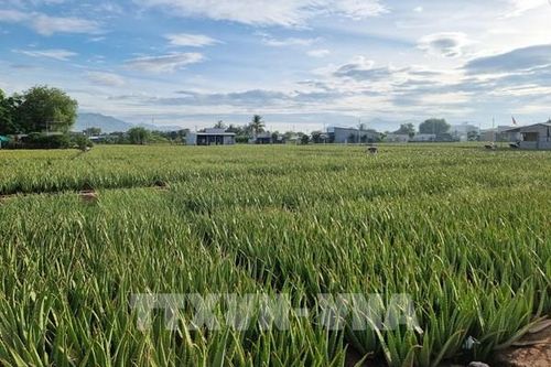 'Chìa khóa' nâng cao hiệu quả sản xuất ở Ninh Thuận