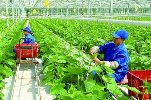 Tổ chức sản xuất nông thôn mới thúc đẩy kinh tế bền vững