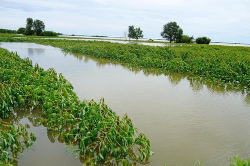 Quảng Trị huy động toàn lực khôi phục sản xuất nông nghiệp sau mưa lũ, ưu tiên cứu lúa Hè Thu