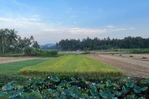 Gia Lai công bố 6 thủ tục hành chính nội bộ lĩnh vực trồng trọt và bảo vệ thực vật