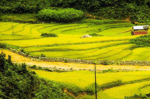 Những cánh đồng thơm mùi lúa chín