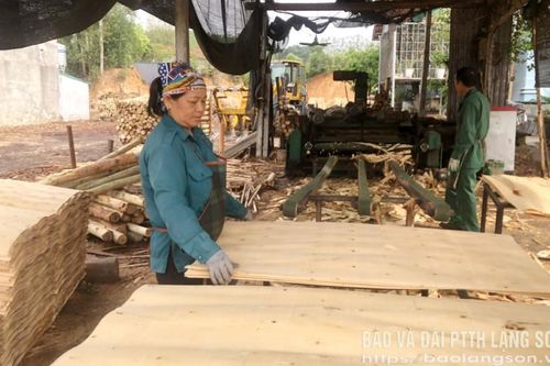 Sản xuất ván bóc ở Hữu Lũng: Cần tăng cường liên kết sản xuất - tiêu thụ