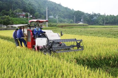 Năng suất lúa vụ xuân năm 2025 ước đạt 61,5 tạ/ha