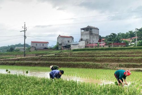 Hòa An tổng sản lượng lương thực có hạt vụ đông xuân ước đạt 12.663,1 tấn