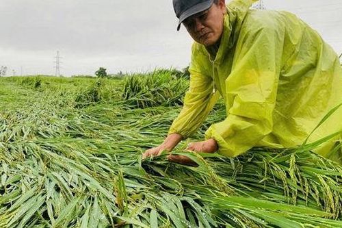 Đảm bảo an ninh lương thực trước tác động lớn của biến đổi khí hậu