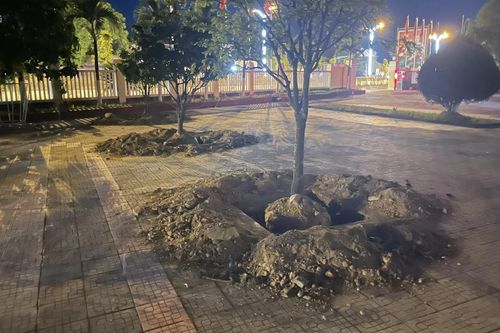 Vì sao nhiều cây hoàng mai ở Huế bị bới lên rồi trồng lại trước khi bàn giao trụ sở?