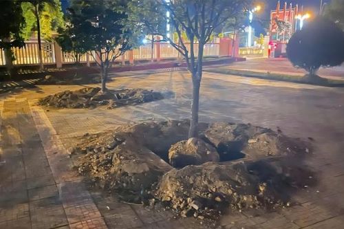 Huế: Đào hàng loạt cây mai trước ngày bàn giao trụ sở, Chủ tịch phường nói gì?