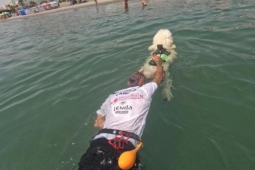 Chó poodle làm cứu hộ bãi biển