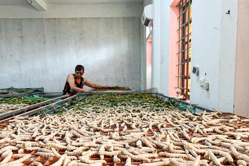 Hà Tĩnh: Làm giàu nhờ nuôi tằm trong phòng điều hòa