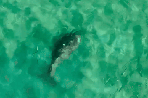 Sững sờ thấy bò biển ở Côn Đảo