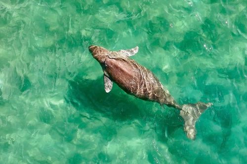 Đàn cá Dugong tái xuất tại vùng biển Côn Đảo