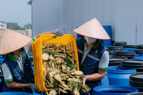 Startup Việt biến rác thải thành vàng: Bí mật từ vỏ dứa