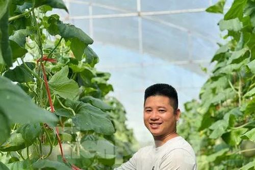 Vườn dưa, nho bạc tỉ của chàng kỹ sư đam mê làm nông nghiệp sạch