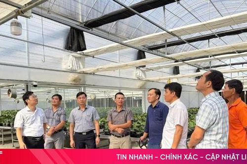 Sớm có chính sách nhân rộng mô hình trồng lan công nghệ cao tại Hà Tĩnh