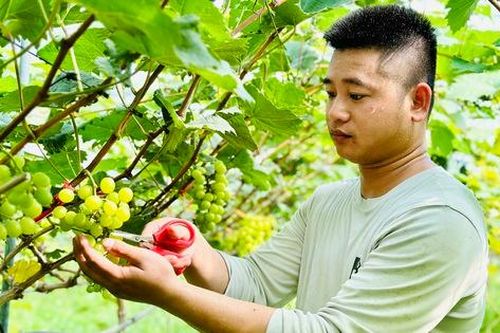 Chàng kỹ sư trẻ Nghệ An vào Hà Tĩnh lập nghiệp trồng nông sản hữu cơ