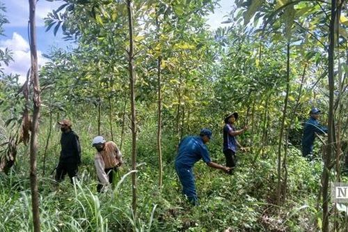 Trồng rừng giữa mùa mưa: Hạt giống sinh kế, lá chắn phòng chống thiên tai