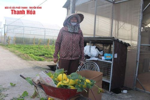 Giá dưa vàng thấp kỷ lục, người dân 'treo vườn'