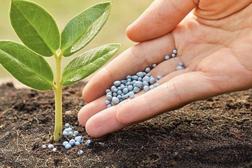 Căng thẳng Trung Đông đẩy giá phân bón tăng, cổ phiếu phân bón tiềm năng tăng mạnh
